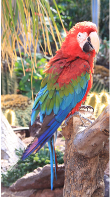 Parrot to classify